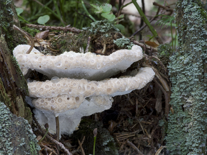 Oligoporus guttulatus